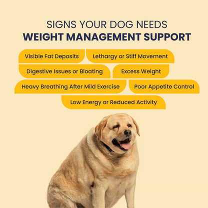 Obipet: Ayurvedic Weight Management Tablets for Dogs – 60 Tabs