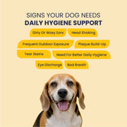 The MEE Routine: Your Dog’s Everyday Hygiene Ritual