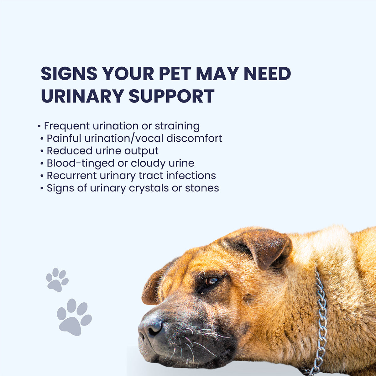 An empathetic guide for pet parents listing six urinary "red flags," such as straining, vocal discomfort during urination, or cloudy urine, paired with a visual of a concerned dog to encourage early intervention.