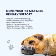 An empathetic guide for pet parents listing six urinary "red flags," such as straining, vocal discomfort during urination, or cloudy urine, paired with a visual of a concerned dog to encourage early intervention.