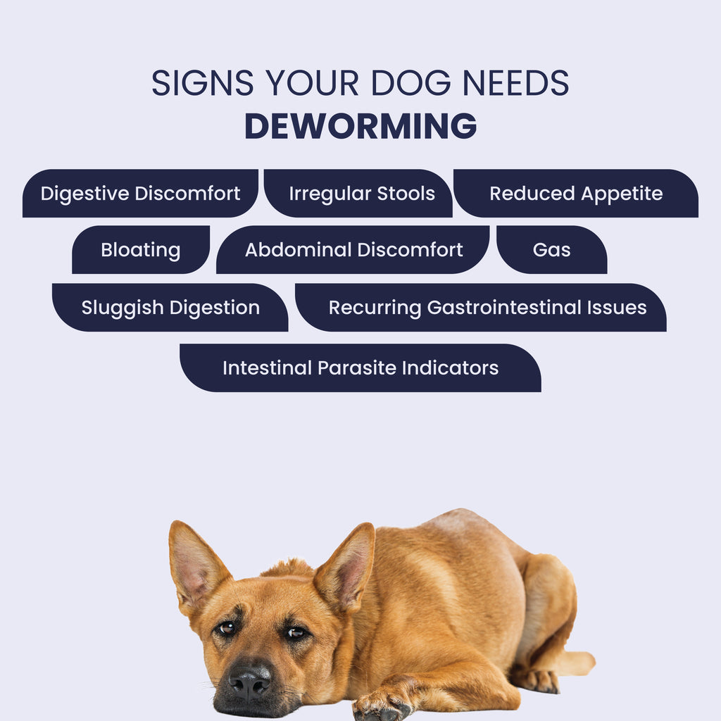 A graphic featuring a resting dog alongside key indicators that a dog needs deworming, such as bloating, irregular stools, gas, and digestive discomfort.