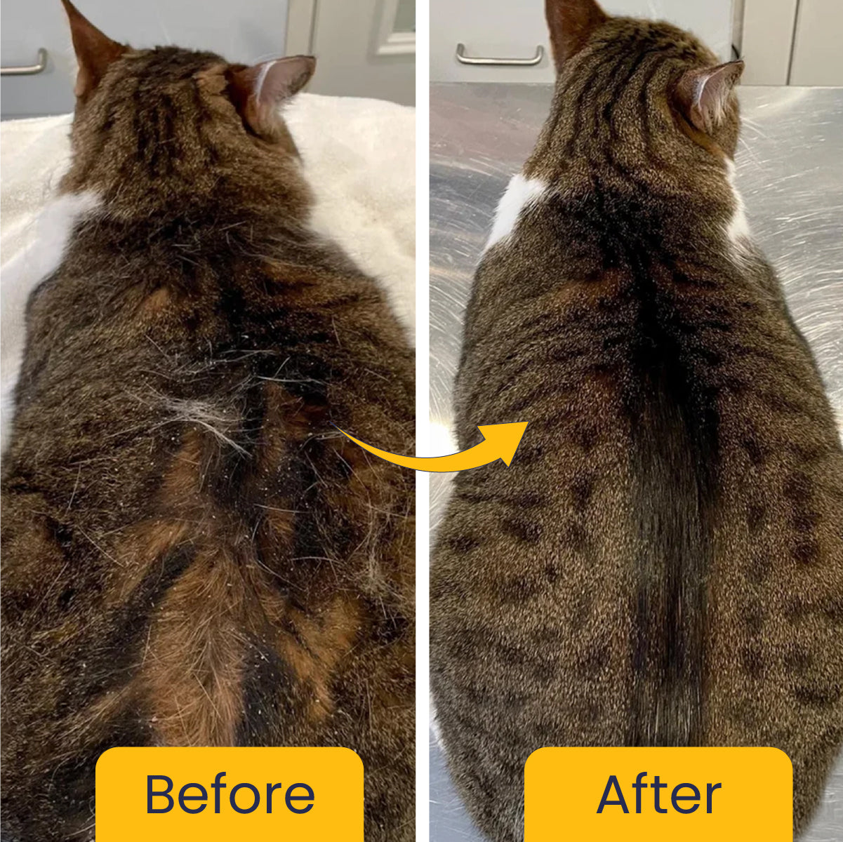 A before-and-after comparison showing a cat's fur transforming from dry and flaky to clean, sleek, and well-groomed.