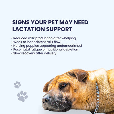 A guide for pet owners listing five warning signs of lactation distress, including weak milk flow, slow delivery recovery, and nursing puppies appearing undernourished.