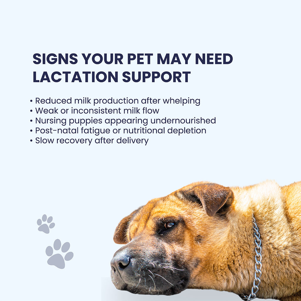A guide for pet owners listing five warning signs of lactation distress, including weak milk flow, slow delivery recovery, and nursing puppies appearing undernourished.