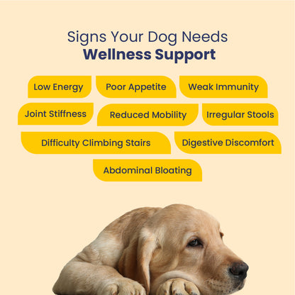 Diwali Wellness Kit for Dogs