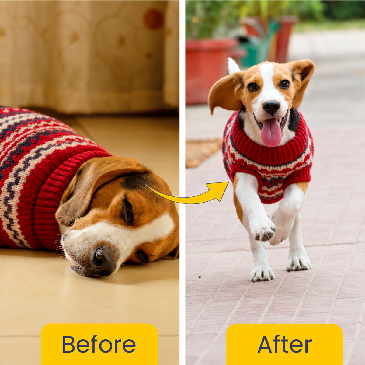Diwali Wellness Kit for Dogs