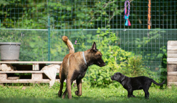 Dog Boarding