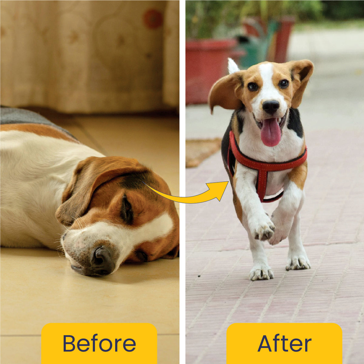 Dog Liver Support Supplement, Dog Kidney Support Supplement, Dog Gut Health Supplement, Dog Digestive Health Supplement
