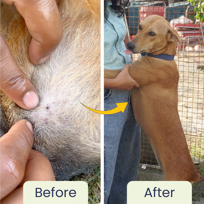 Tick Free: Tick & Flea Repelling Spray For Dogs & Cats