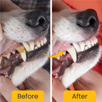 Canni Clean: Dental Spray For Oral Hygiene In Dogs & Cats - 100ml