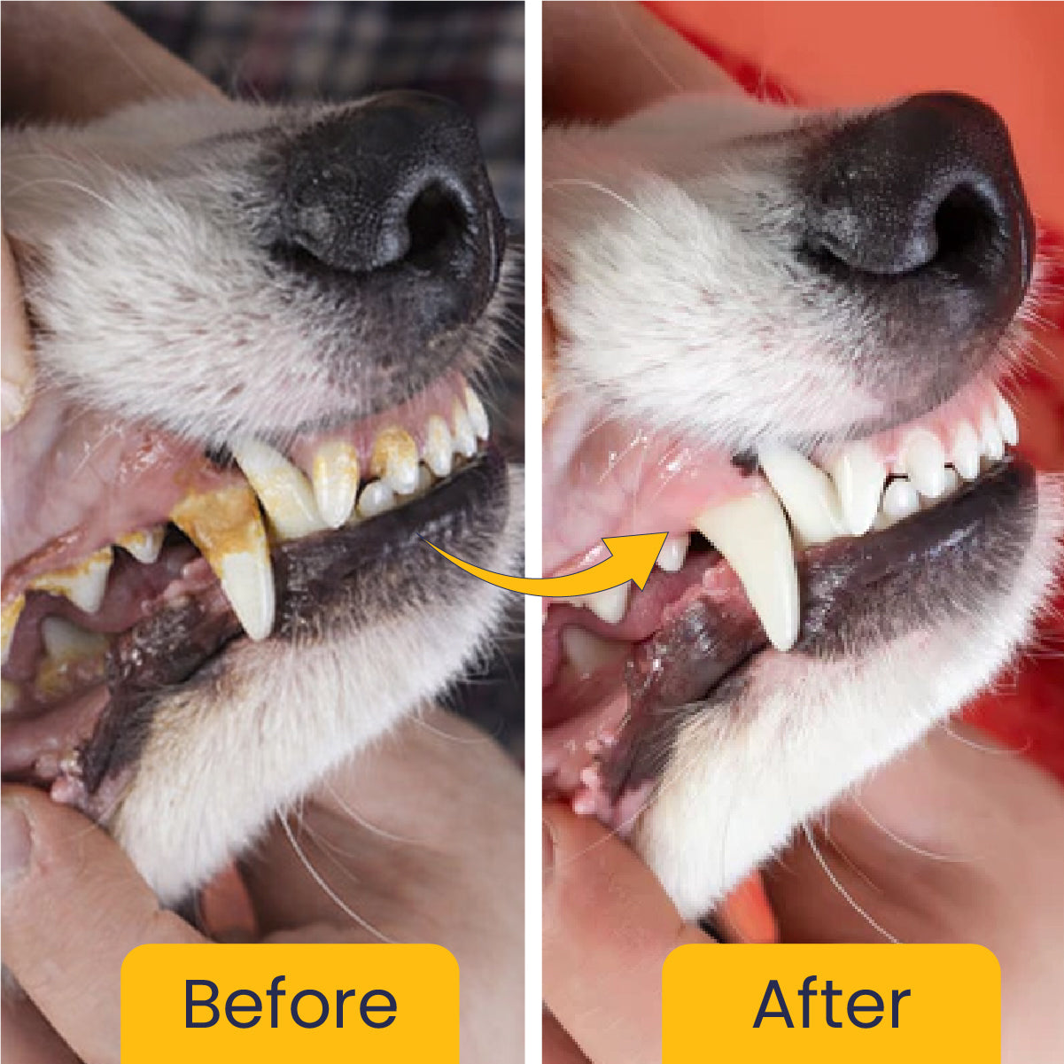 Canni Clean: Dental Spray For Oral Hygiene In Dogs & Cats - 100ml