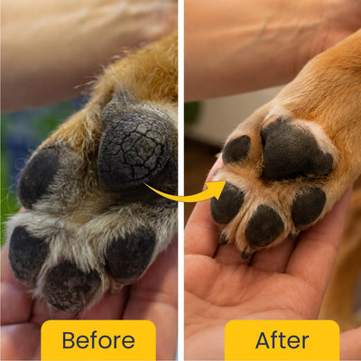 Cool Pet: Moisturising Sunscreen For Dogs - 100 ml