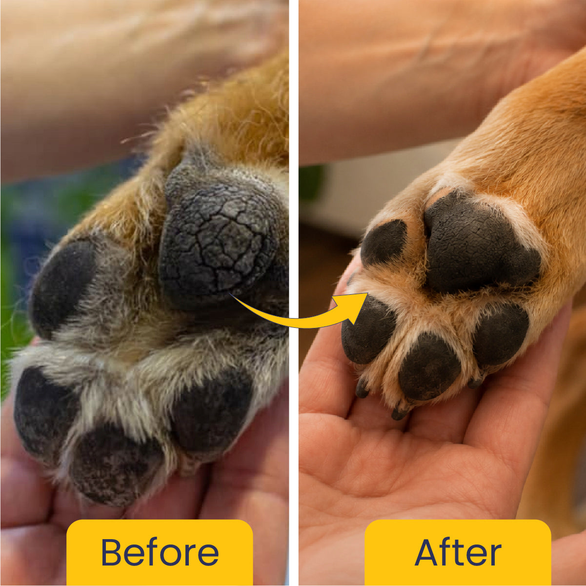 Cool Pet: Moisturising Sunscreen For Dogs - 100 ml