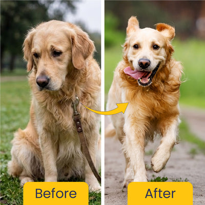 Jump O Joint (Oil): For Joint Pain Relief in Dogs & Cats - 100ml