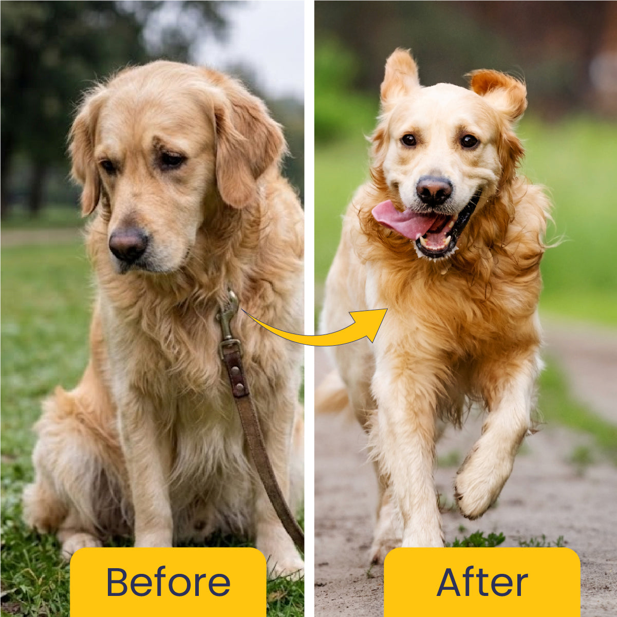 Jump O Joint (Oil): For Joint Pain Relief in Dogs & Cats - 100ml