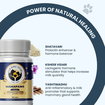 An educational slide featuring Shatavari, Ksheer Vidari, and Yashtimadhu. It explains their specific roles in balancing hormones, stimulating lactation, and protecting mammary tissue health.
