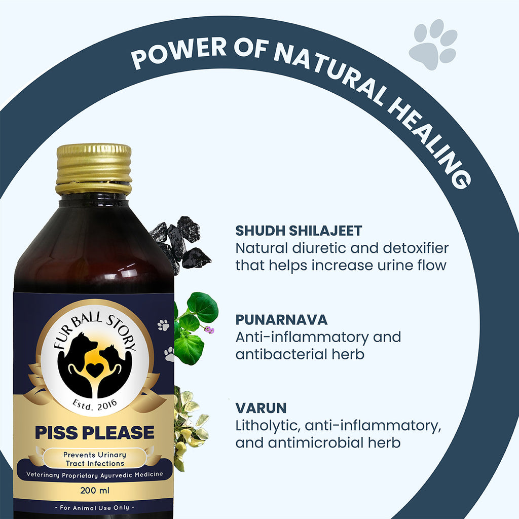 An "Ingredients in Focus" slide featuring Shudh Shilajeet for detoxification, Punarnava for antibacterial support, and Varun for its litholytic properties, showcasing the plant-based power behind the healing process.
