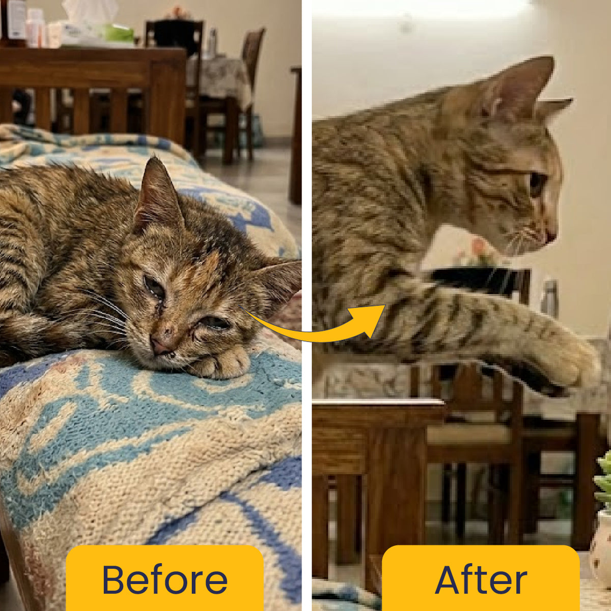 Before and after results showing improved activity and wellness after using Fur Ball Story Feli Boost immunity booster for cats