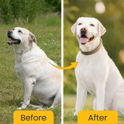 Obipet: Ayurvedic Weight Management Tablets for Dogs – 60 Tabs