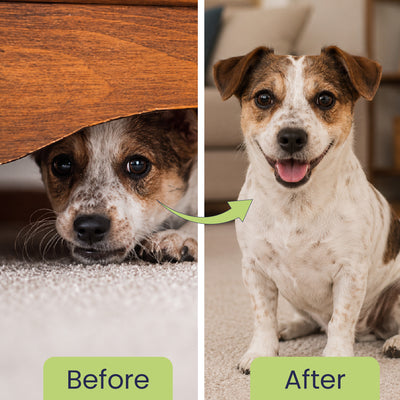 Calm Pet: Anti Anxiety Tablets For Dogs & Cats -  (60 tab/100gm)