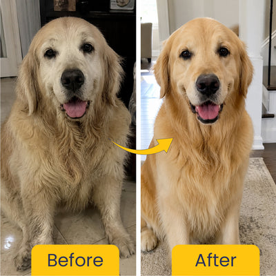 The MEE Routine: Your Dog’s Everyday Hygiene Ritual