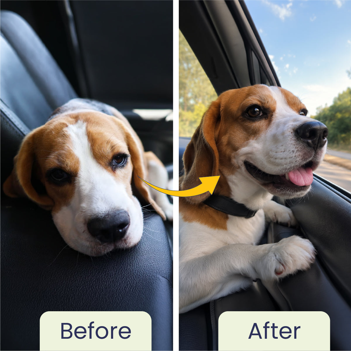 Dog Road Trip Essentials, Dog Vacation Essentials, Ayurvedic Dog Travel Kit, Natural Dog Travel Kit.