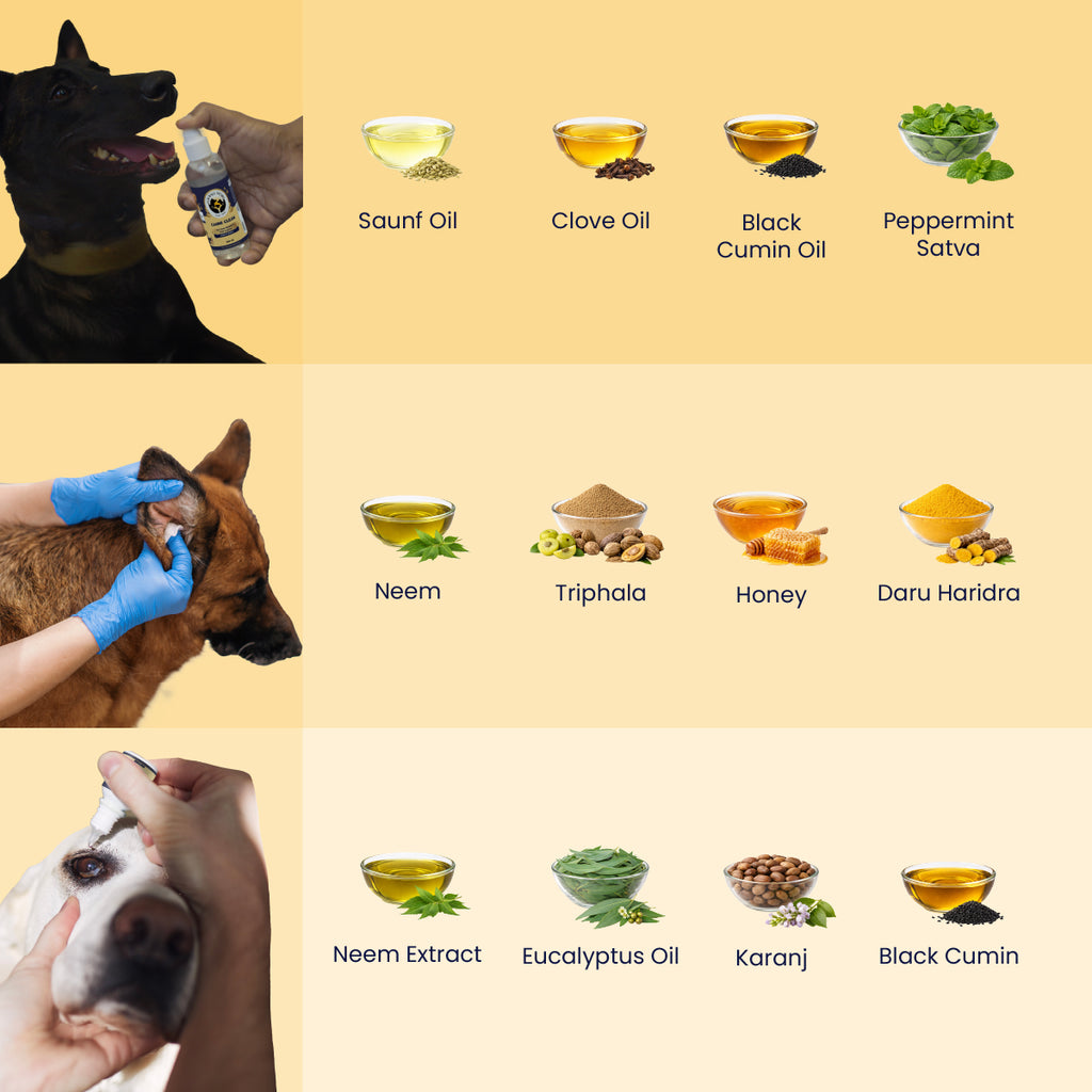 Nature's pantry raided for three dogs — fennel and clove guard the teeth, neem and honey tend the ears, and eucalyptus with karanj keep the eyes clear. Ancient ingredients, modern dropper bottles