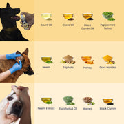 Nature's pantry raided for three dogs — fennel and clove guard the teeth, neem and honey tend the ears, and eucalyptus with karanj keep the eyes clear. Ancient ingredients, modern dropper bottles