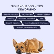 A helpful checklist for pet parents featuring a resting dog beneath symptoms like bloating, sluggish digestion, and reduced appetite. It serves as an educational tool to identify when a pet may be struggling with intestinal parasites.