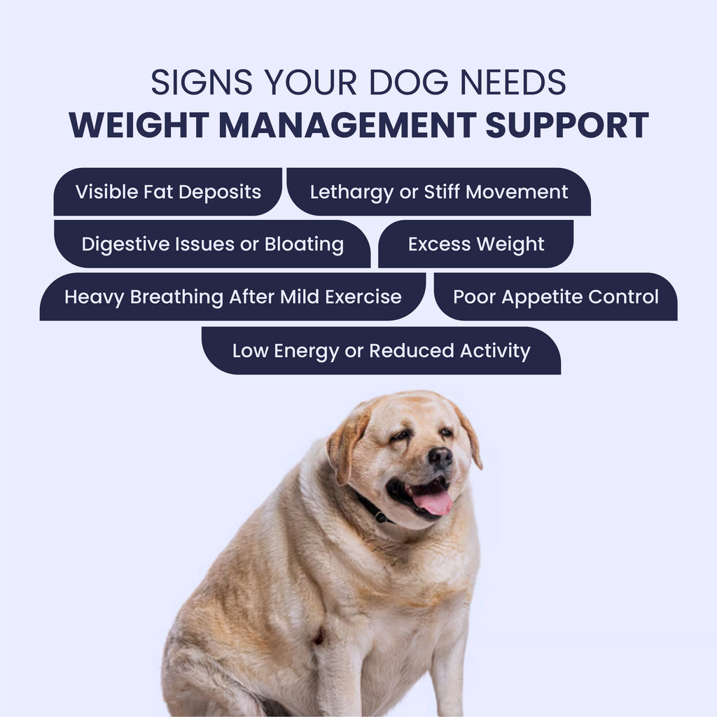 An infographic displaying signs a dog needs weight support, featuring an overweight Labrador retriever.