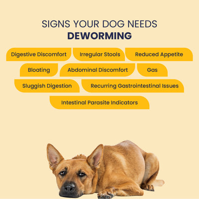 List of symptoms indicating a dog needs deworming, including digestive discomfort, irregular stools, reduced appetite, bloating, gas, and sluggish digestion.