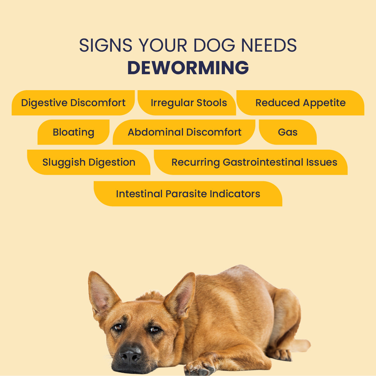 List of symptoms indicating a dog needs deworming, including digestive discomfort, irregular stools, reduced appetite, bloating, gas, and sluggish digestion.