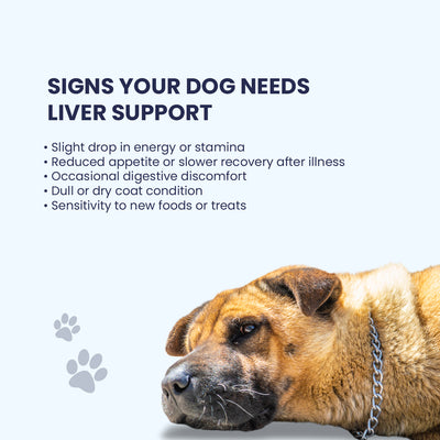 A checklist showing signs a dog needs liver support, including a drop in energy, reduced appetite, digestive discomfort, and a dull coat.