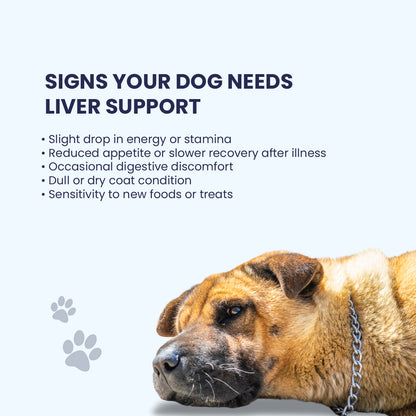 A checklist showing signs a dog needs liver support, including a drop in energy, reduced appetite, digestive discomfort, and a dull coat.