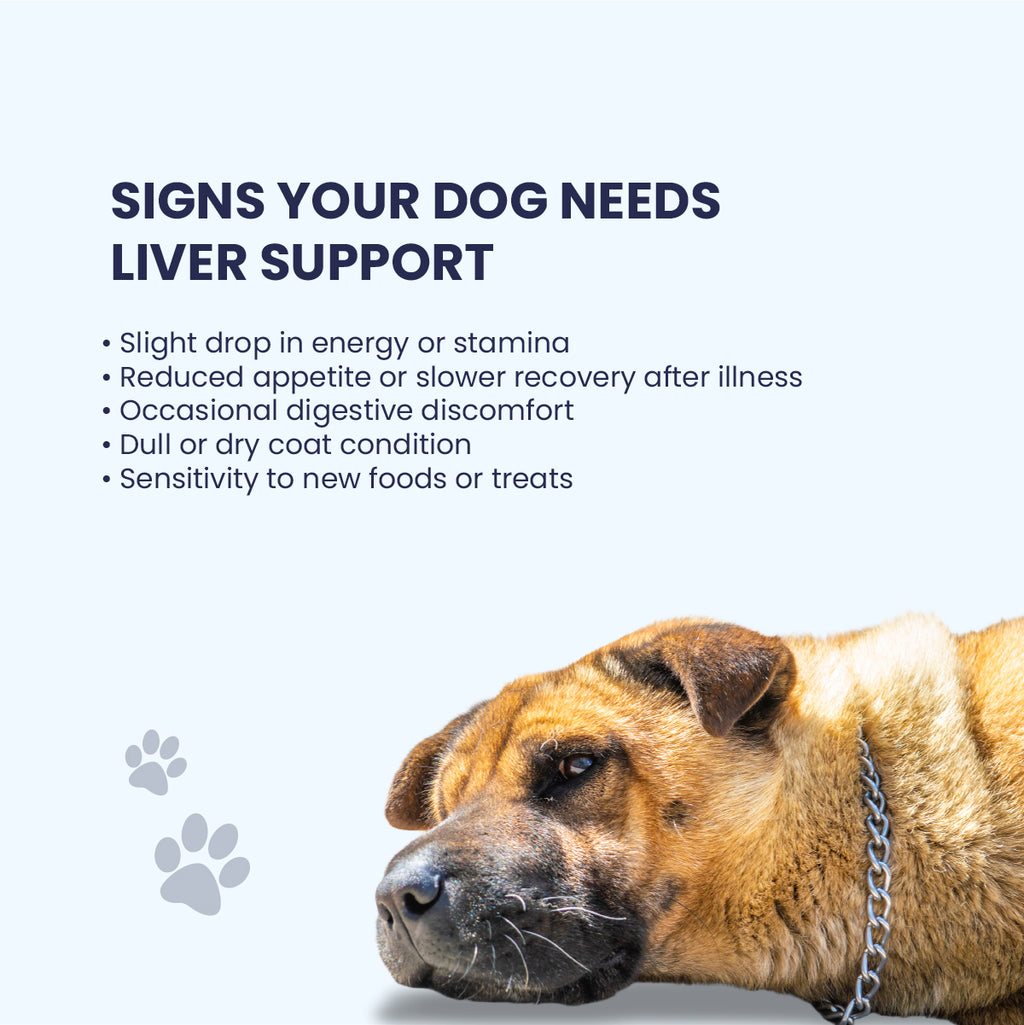A checklist showing signs a dog needs liver support, including a drop in energy, reduced appetite, digestive discomfort, and a dull coat.