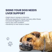 A checklist showing signs a dog needs liver support, including a drop in energy, reduced appetite, digestive discomfort, and a dull coat.