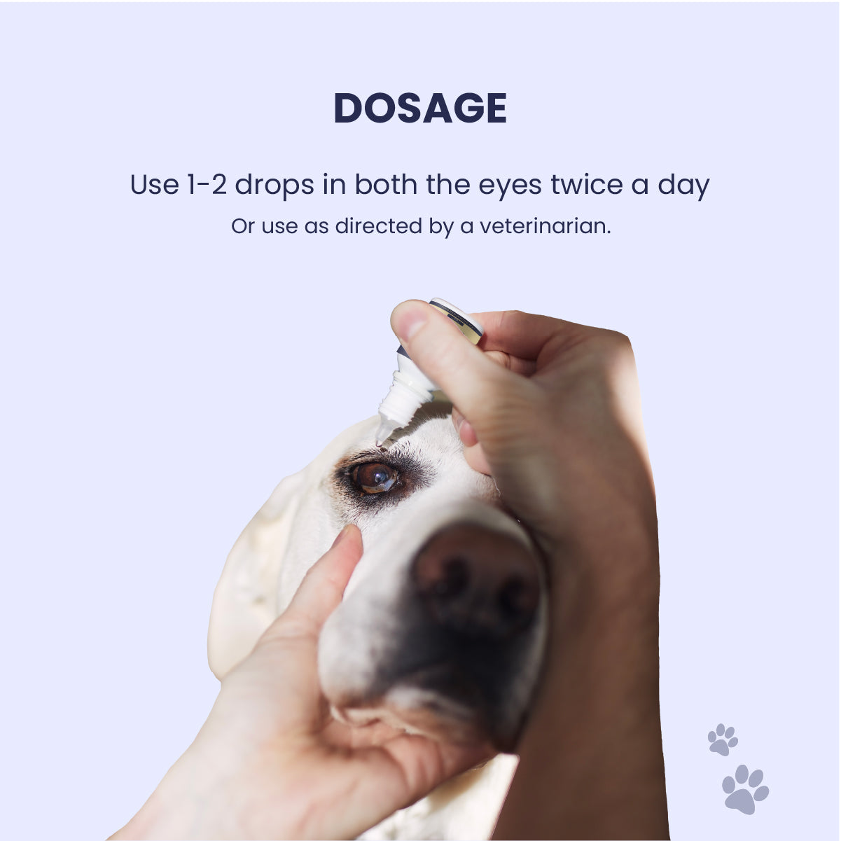 A close-up, POV-style shot showing a pet parent gently administering a single drop of Blink Ease into the eye of a calm, white dog. The text above confirms the simple daily ritual: one to two drops twice a day for clear-eyed comfort.