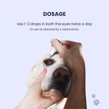 A close-up, POV-style shot showing a pet parent gently administering a single drop of Blink Ease into the eye of a calm, white dog. The text above confirms the simple daily ritual: one to two drops twice a day for clear-eyed comfort.