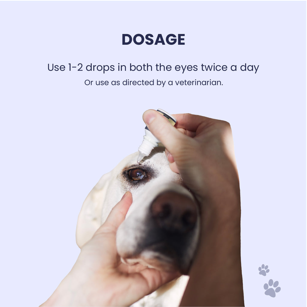 A close-up, POV-style shot showing a pet parent gently administering a single drop of Blink Ease into the eye of a calm, white dog. The text above confirms the simple daily ritual: one to two drops twice a day for clear-eyed comfort.