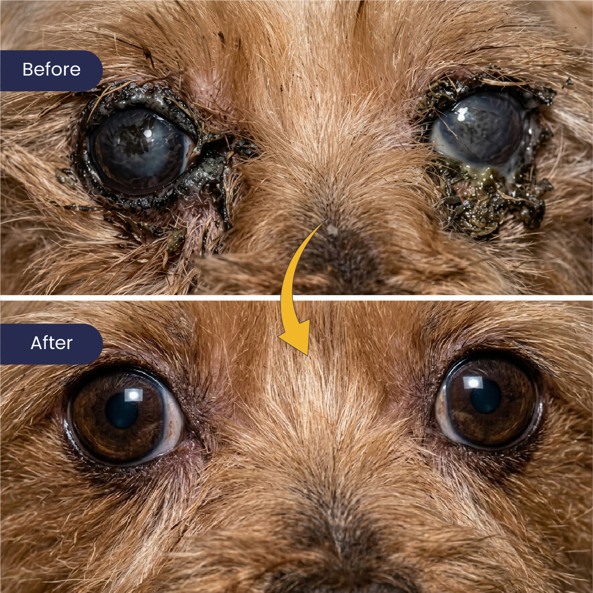 A powerful "Before and After" comparison of a small dog’s eyes. The top image shows heavy, painful-looking discharge and crusting; the bottom reveals a stunning transformation to clear, bright, and healthy eyes after using the treatment.