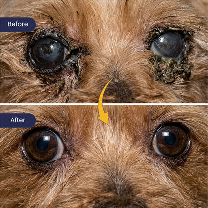 A powerful "Before and After" comparison of a small dog’s eyes. The top image shows heavy, painful-looking discharge and crusting; the bottom reveals a stunning transformation to clear, bright, and healthy eyes after using the treatment.