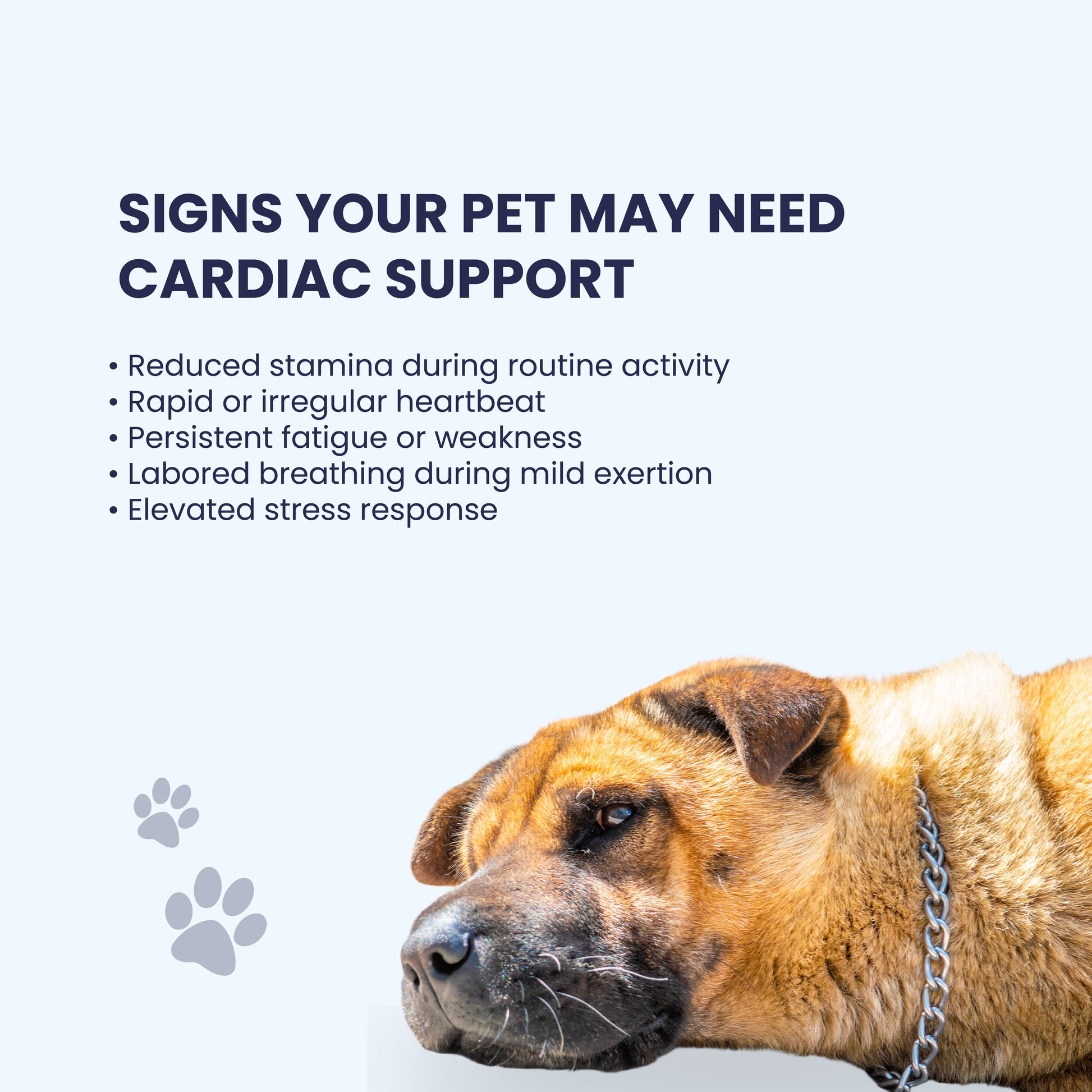 A soulful close-up of a resting dog paired with a checklist of cardiac warning signs, such as reduced stamina and labored breathing. This educational slide serves as a gentle prompt for pet parents to monitor their companions' subtle physical changes.
