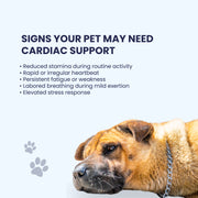 A soulful close-up of a resting dog paired with a checklist of cardiac warning signs, such as reduced stamina and labored breathing. This educational slide serves as a gentle prompt for pet parents to monitor their companions' subtle physical changes.