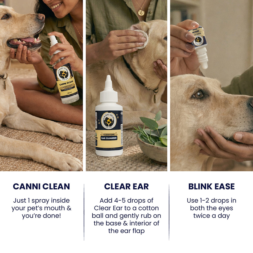 A golden retriever's wellness ritual in three chapters — a mouth spray that takes one second, an ear cleanser that asks for a cotton ball and some patience, and eye drops that blink away the day, twice