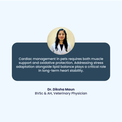 A testimonial from Veterinary Physician Dr. Diksha Maun, who explains that long-term pet heart stability requires a balance of muscle support and stress adaptation. Her professional insight bridges the gap between traditional herbal wisdom and modern clinical cardiac care.