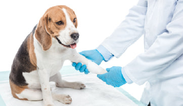 Veterinary In-House Clinic