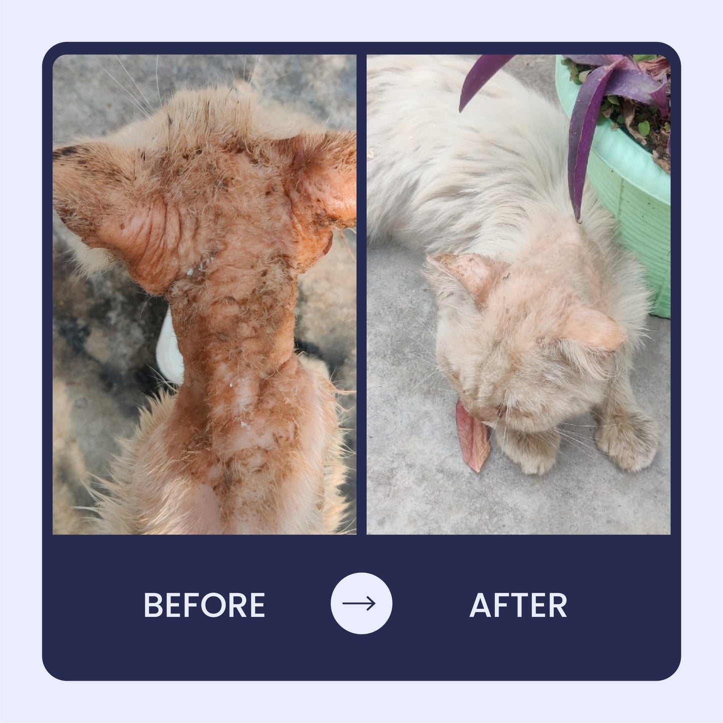 360° Skin Restoration Kit for Pets