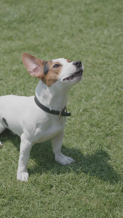 Joint Care Kit - Oil + Tablet: Maximizing Joint Care in Pets