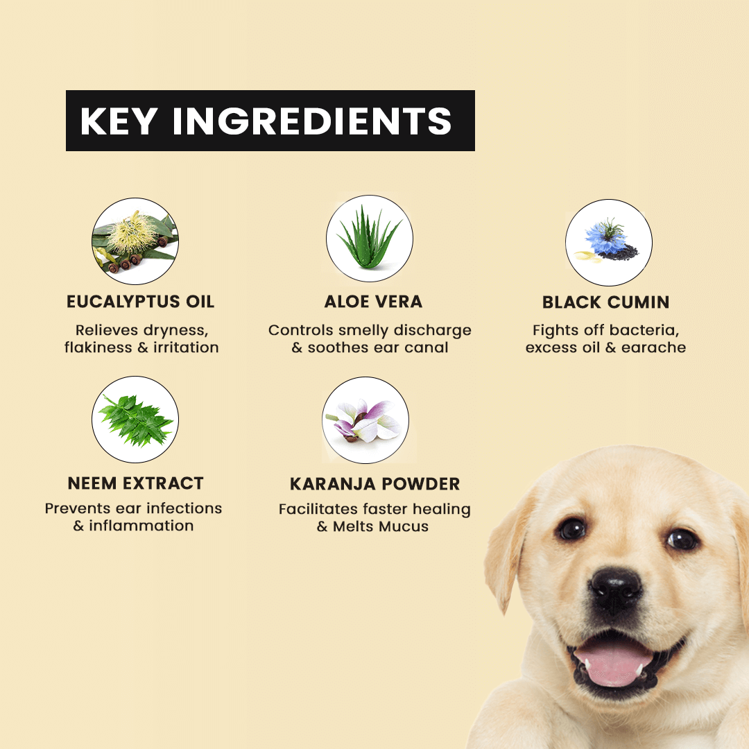 Homemade remedy for smelly dog ears hot sale