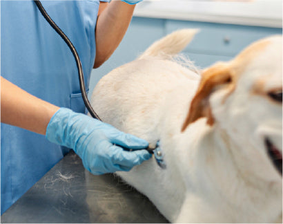 Trusted by veterinarians, our formulas are safe, effective, and crafted to deliver ayurvedic care without harmful side effects.